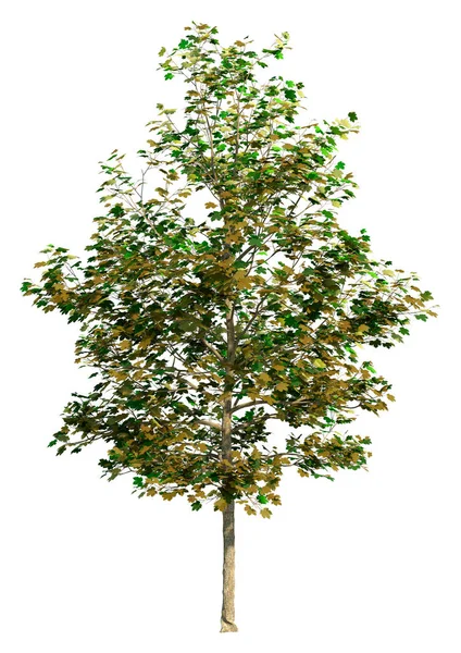 Återgivning Sycamore Träd Hösten Isolerad Vit Bakgrund — Stockfoto
