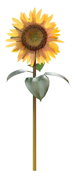 Rendering Single Common Sunflower Helianthus Isolated White Background — Stock Photo, Image