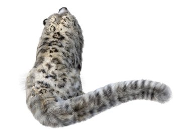 Beyaz zemin üzerinde izole edilmiş büyük bir kedi kar leoparının 3 boyutlu görüntüsü