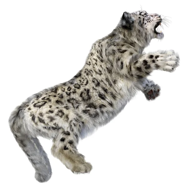 Renderização Grande Leopardo Neve Gato Isolado Fundo Branco — Fotografia de Stock