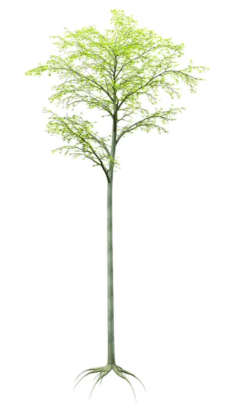 Rendering Birch Tree Isolated White Background — Stock Photo, Image