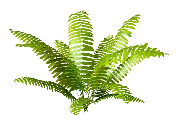 Weergave Van Een Groene Varenplant Geïsoleerd Witte Achtergrond — Stockfoto