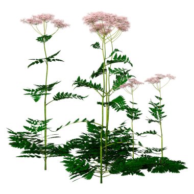 Beyaz arkaplanda 3 boyutlu maydanoz tarlası.