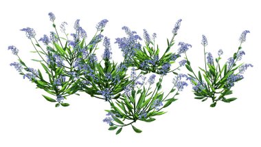 Beyaz arkaplanda izole edilmiş 3 boyutlu unutma beni çiçeği görüntüleme