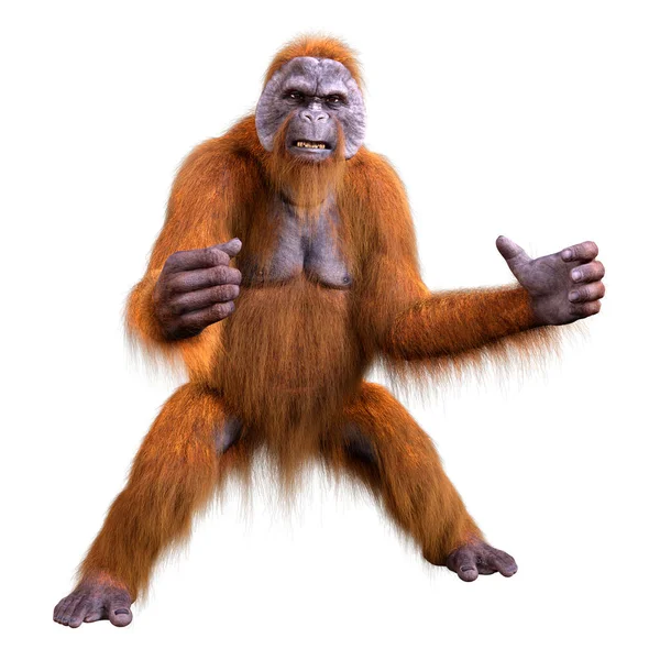 Renderização Macaco Orangotango Isolado Fundo Branco — Fotografia de Stock