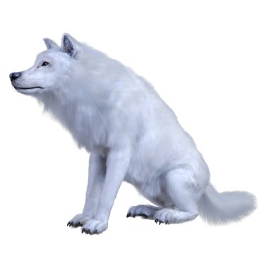 Beyaz arkaplanda izole edilmiş bir kutup kurdunun 3D görüntüsü