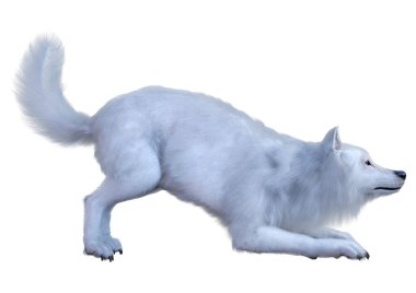 Beyaz arkaplanda izole edilmiş bir kutup kurdunun 3D görüntüsü