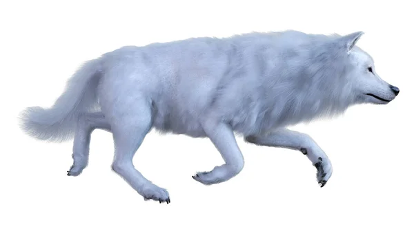 ของหมาป าอาร แยกก นบนพ นหล ขาว — ภาพถ่ายสต็อก