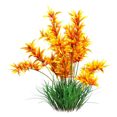 Beyaz arkaplanda yaban portakalı orkide çiçeklerinin 3 boyutlu görüntülenmesi