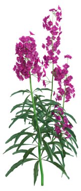 Beyaz arkaplanda izole edilmiş mor çiçek bitkilerinin 3 boyutlu görüntülenmesi