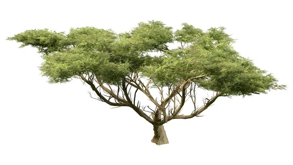 Rendering Acacia Verde Isolato Sfondo Bianco — Foto Stock