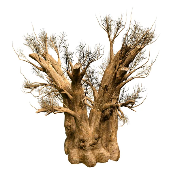 Vykreslení Afrického Baobab Stromu Zimě Izolované Bílém Pozadí — Stock fotografie