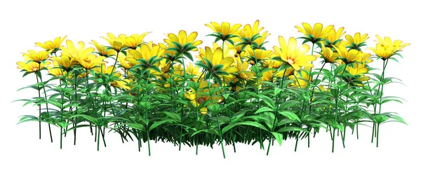 Återgivning Gula Tusensköna Blommor Isolerad Vit Bakgrund — Stockfoto
