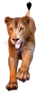 Beyaz arka planda izole edilmiş bir dişi aslanın 3 boyutlu görüntüsü