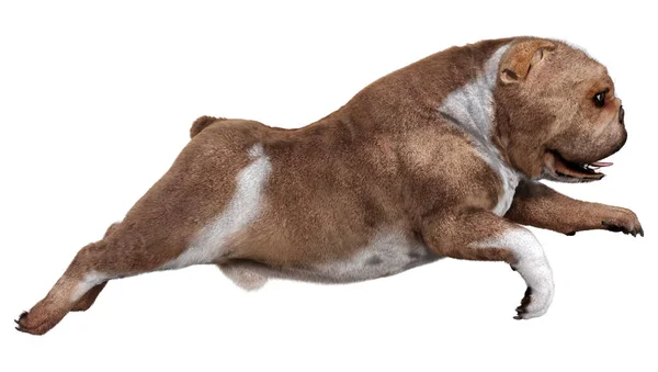 Darstellung Einer Englischen Bulldogge Isoliert Auf Weißem Hintergrund — Stockfoto