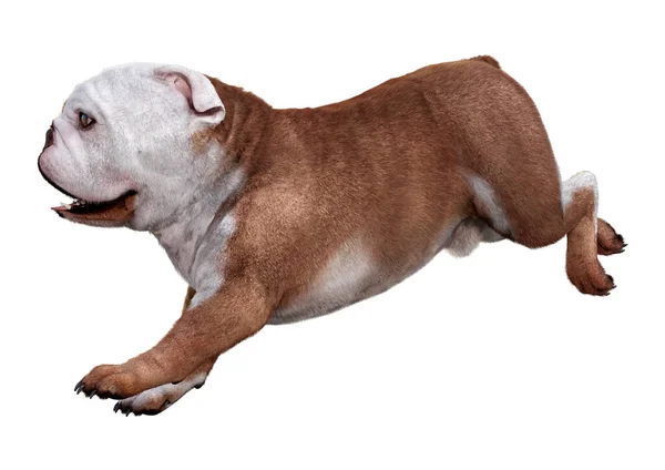 Renderização Bulldog Inglês Isolado Fundo Branco — Fotografia de Stock