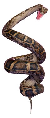 Dünyanın en büyük yılanlarından biri olan Birmanya pitonu ya da Python bivittatus 'un beyaz arka planda izole edilmiş 3D görüntüsü.