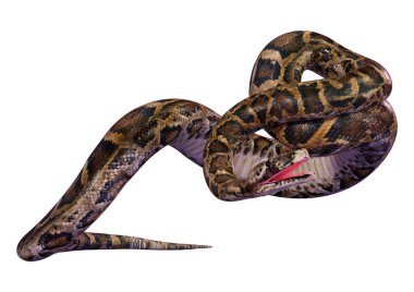 Dünyanın en büyük yılanlarından biri olan Birmanya pitonu ya da Python bivittatus 'un beyaz arka planda izole edilmiş 3D görüntüsü.