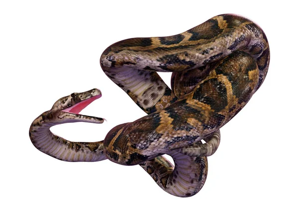 Renderowanie Birmańskiego Pytona Lub Pythona Bivittatusa Jednego Największych Węży Świecie — Zdjęcie stockowe
