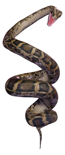 Рендеринг Бирманского Питона Python Bivittatus Одной Крупнейших Змей Мире Изолированных — стоковое фото