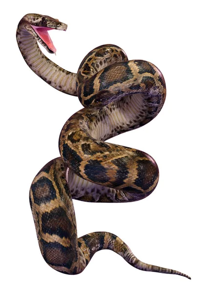 缅甸蟒蛇 Python Bivittatus 的3D渲染 是世界上最大的蛇之一 在白色背景下被隔离 — 图库照片