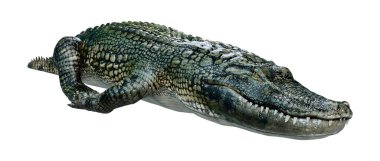 Beyaz arkaplanda izole edilmiş üç boyutlu yeşil timsah görüntüleme