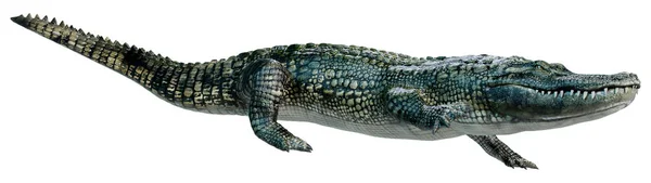 Rendering Eines Grünen Alligators Isoliert Auf Weißem Hintergrund — Stockfoto