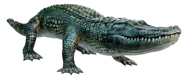 Renderowanie Zielony Aligator Izolowane Białym Tle — Zdjęcie stockowe
