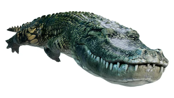 Rendering Green Alligator Isolated White Background — Stock Photo, Image