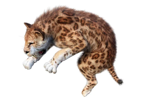 Kılıç dişli kaplanın 3 boyutlu görüntüsü beyaz arkaplanda izole edilmiş.