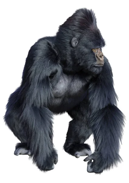 Rendering Eines Schwarzen Gorilla Affen Isoliert Auf Weißem Hintergrund — Stockfoto