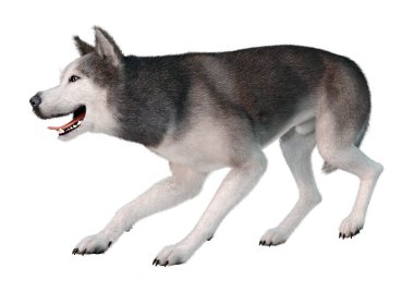 Beyaz arka planda izole edilmiş Sibirya köpeğinin 3 boyutlu görüntüsü