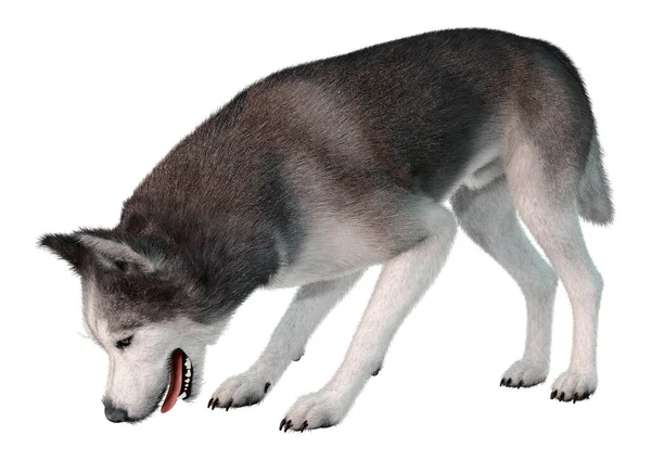 Rendering Eines Sibirischen Husky Hundes Isoliert Auf Weißem Hintergrund — Stockfoto