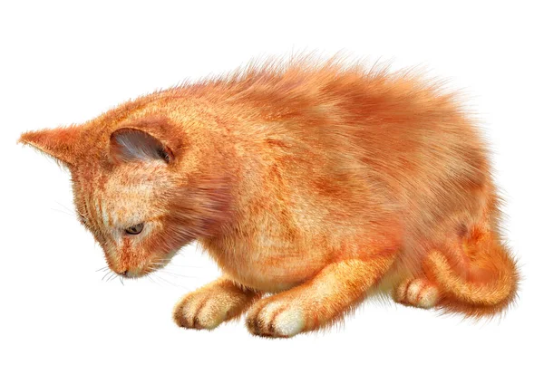 Rendering Gatto Rosso Isolato Sfondo Bianco — Foto Stock