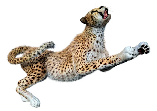 Beyaz arka planda izole edilmiş büyük bir kedi çitanın 3 boyutlu görüntülemesi