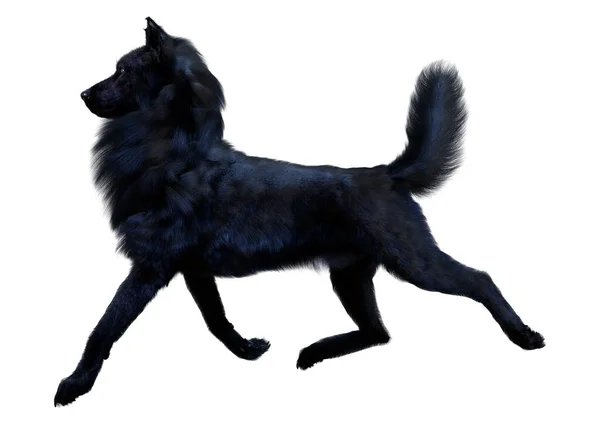 Rendering Black Wolf Isolated White Background — Stock Photo, Image