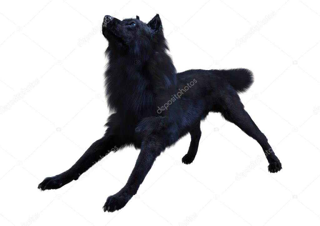 3D rendering of a black wolf isolated on white background