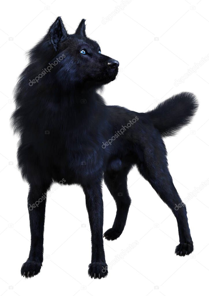 3D rendering of a black wolf isolated on white background