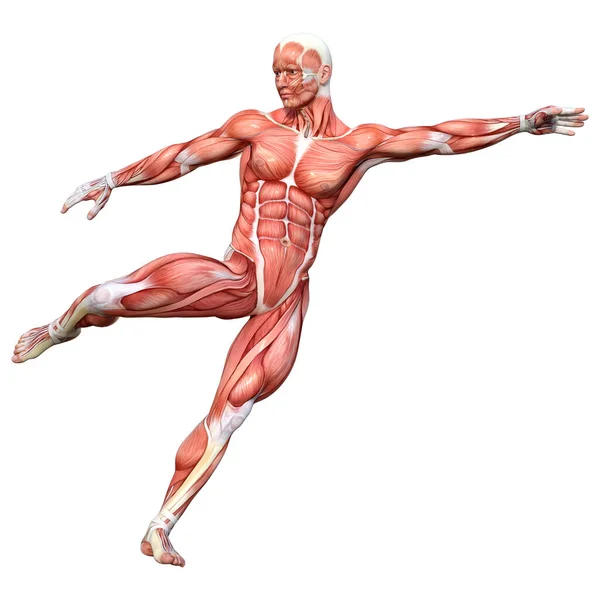 Rendering Male Figure Muscle Maps Isolated White Background — Stock Photo, Image