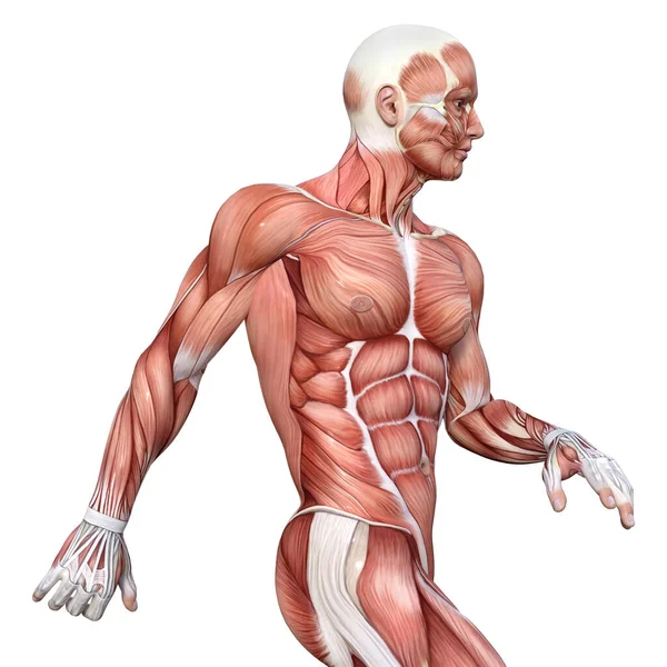 Rendering Male Figure Muscle Maps Isolated White Background — Stock Photo, Image