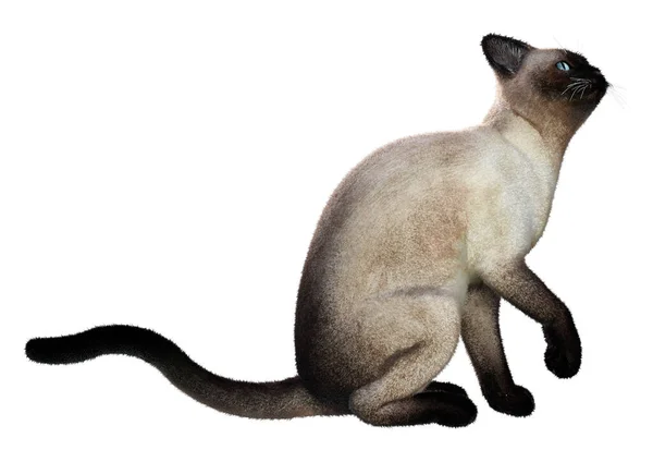 Rendering Einer Siamesischen Hauskatze Isoliert Auf Weißem Hintergrund — Stockfoto