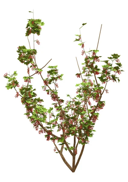 Återgivning Blommande Vinbärsbuske Isolerad Vit Bakgrund — Stockfoto