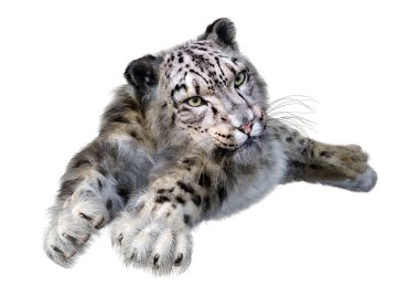 Beyaz zemin üzerinde izole edilmiş büyük bir kedi kar leoparının 3 boyutlu görüntüsü