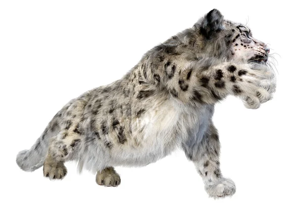 Rendering Grande Gatto Leopardo Delle Nevi Isolato Sfondo Bianco — Foto Stock