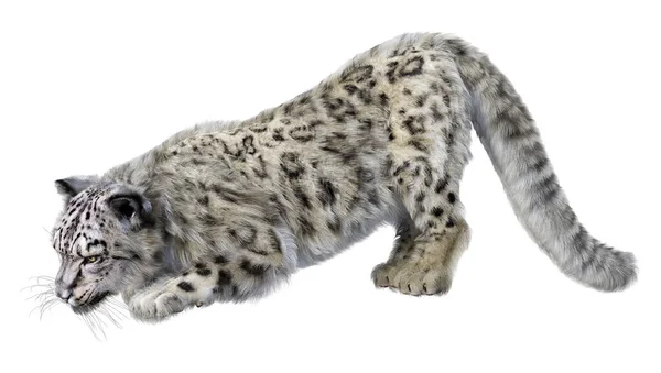 Representación Gran Leopardo Nieve Gato Aislado Sobre Fondo Blanco —  Fotos de Stock