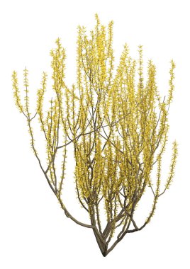 Beyaz arka planda izole edilmiş, çiçek açan bir forsythia bitkisinin 3 boyutlu görüntülenmesi