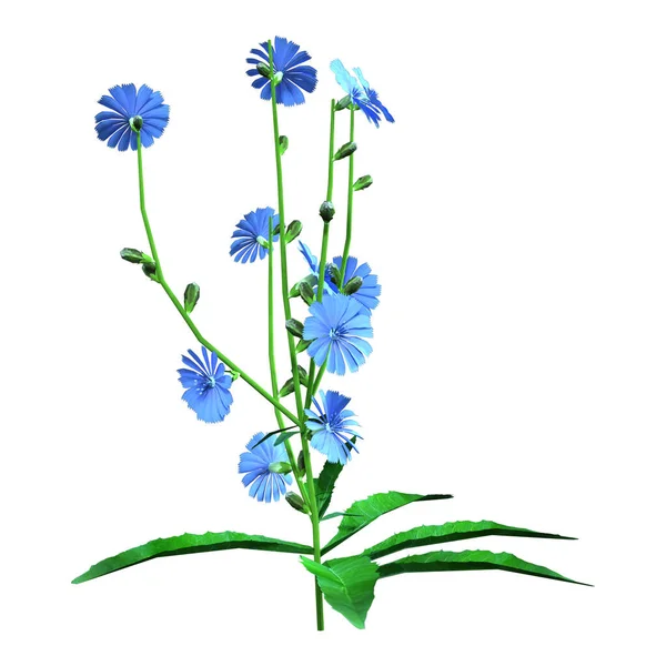 Rendering Blooming Cichorium Plant Isolated White Background — Foto de Stock