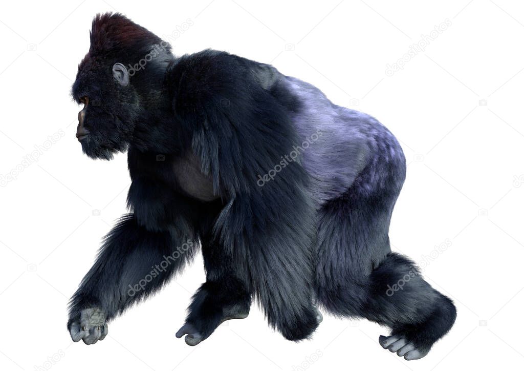 3D rendering of a black gorilla ape isolated on white background
