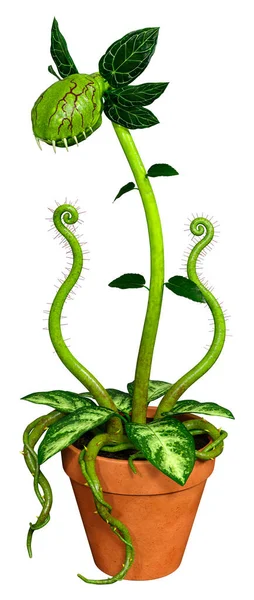 Rendering Carnivorous Plant Isolated White Background — Stock Photo, Image