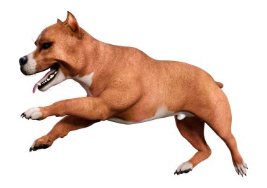 Beyaz arka planda izole edilmiş bir Amerikan pitbull teriyer köpeğinin 3 boyutlu görüntüsü